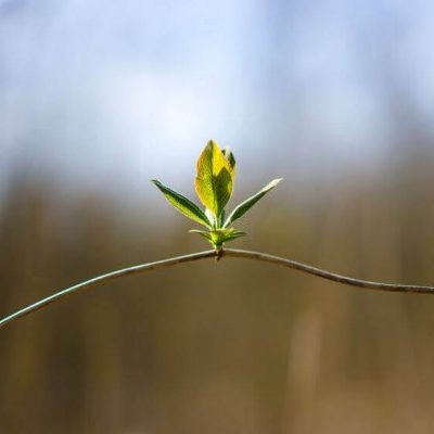 Formation SEB © Niveau 3 – L&rsquo;Expertise (2026)